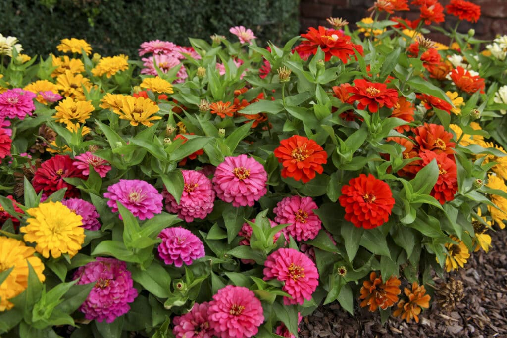Zinnia elegans