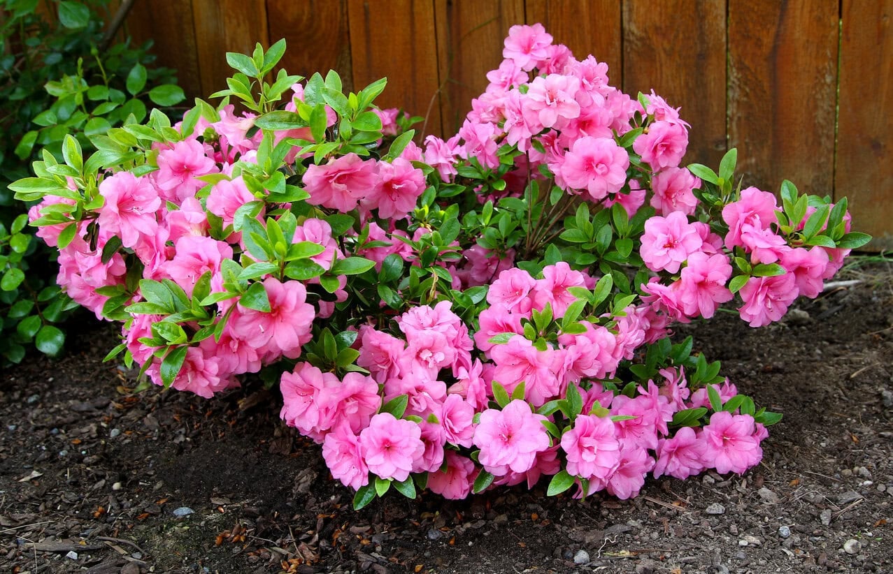 Azalea