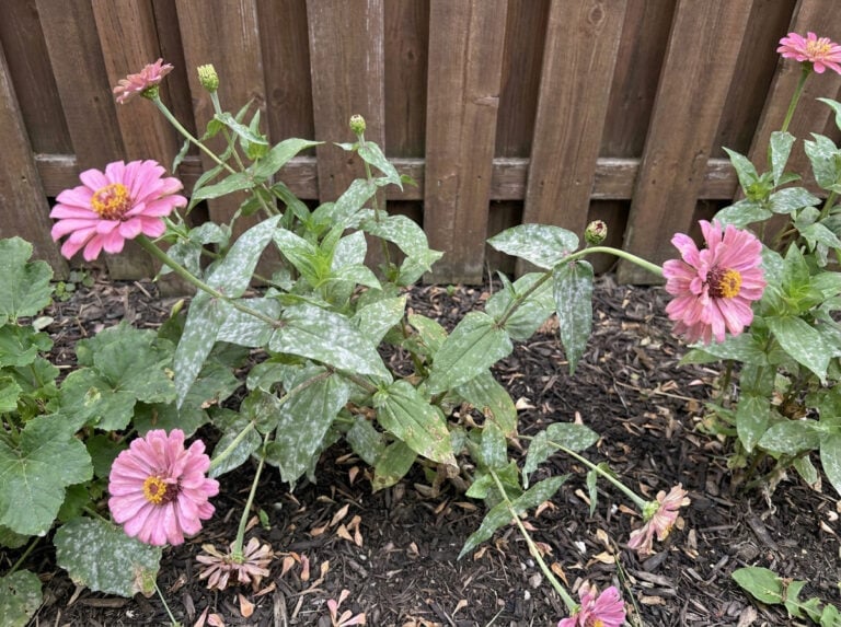 How To Treat Powdery Mildew On Zinnias Without Chemicals