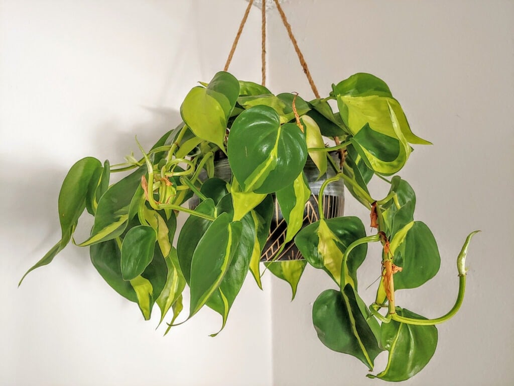 Philodendron 'Brasil'