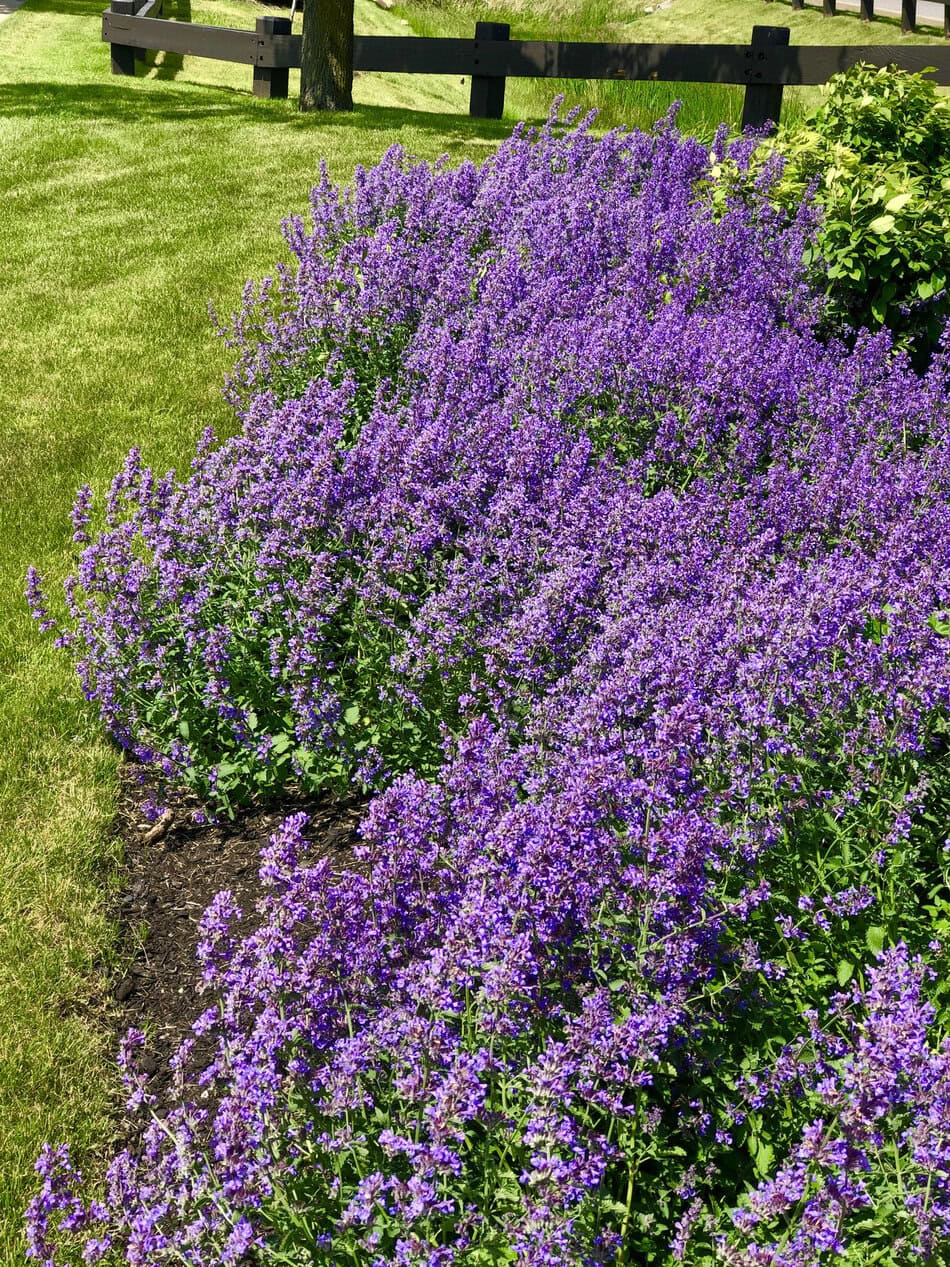 Lavender border