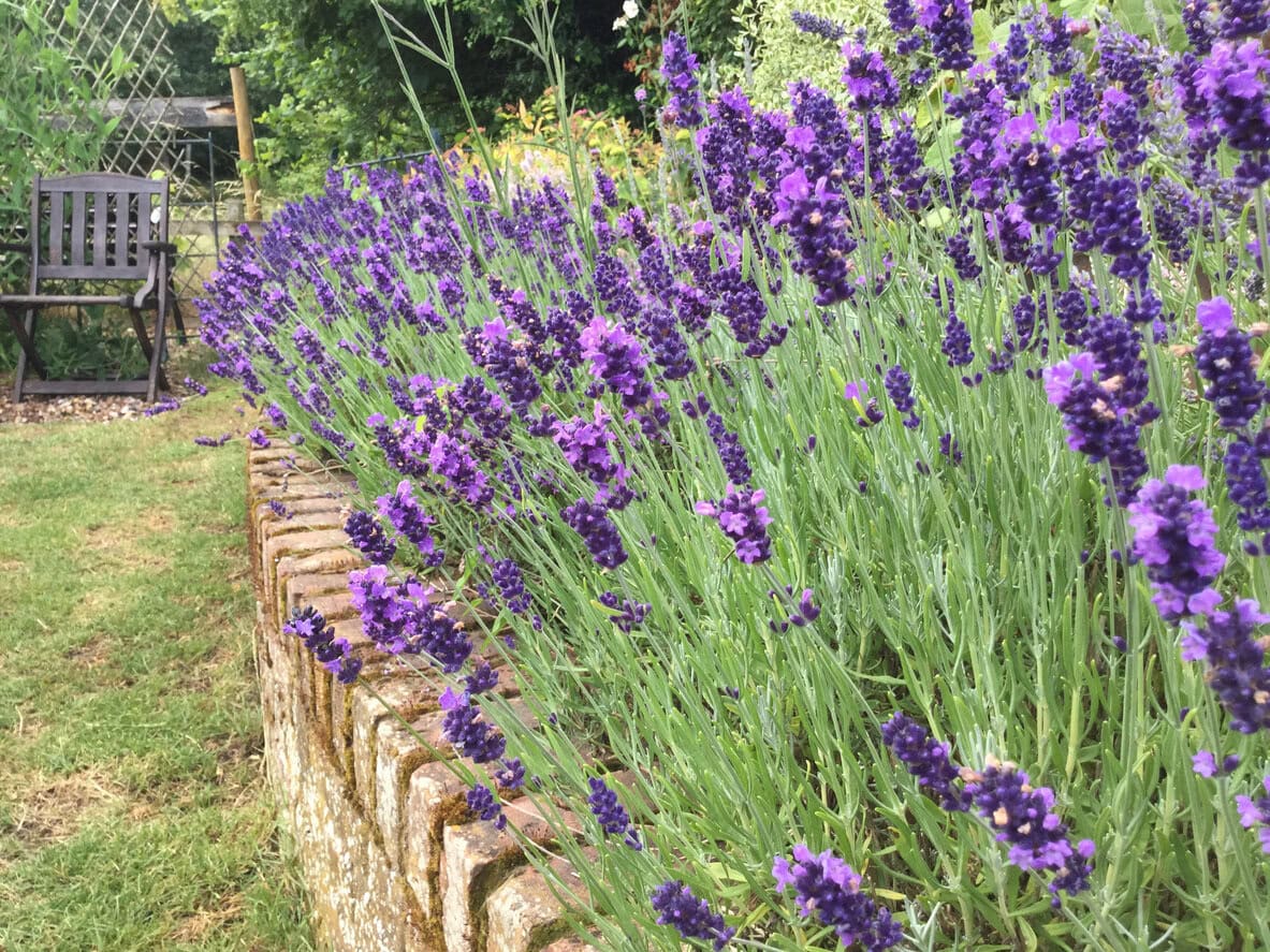 Lavender Hidcote