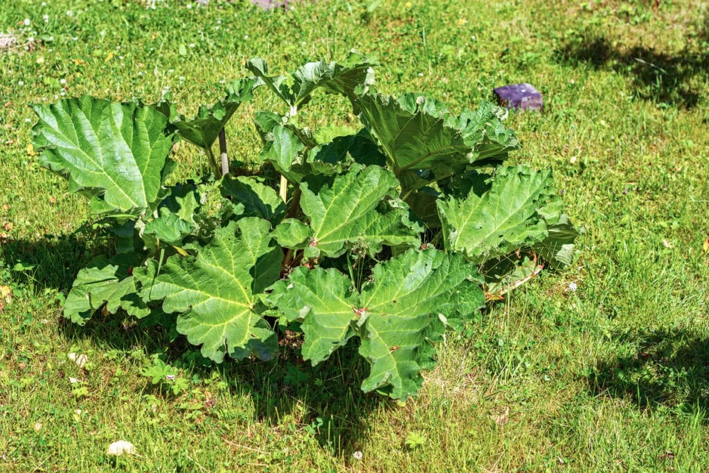 Rhubarb leaves