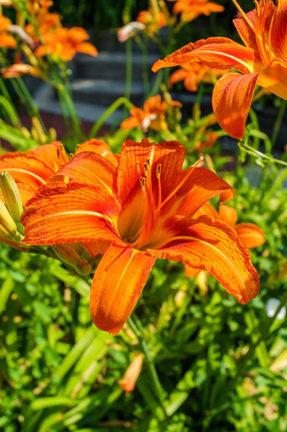 orange daylily