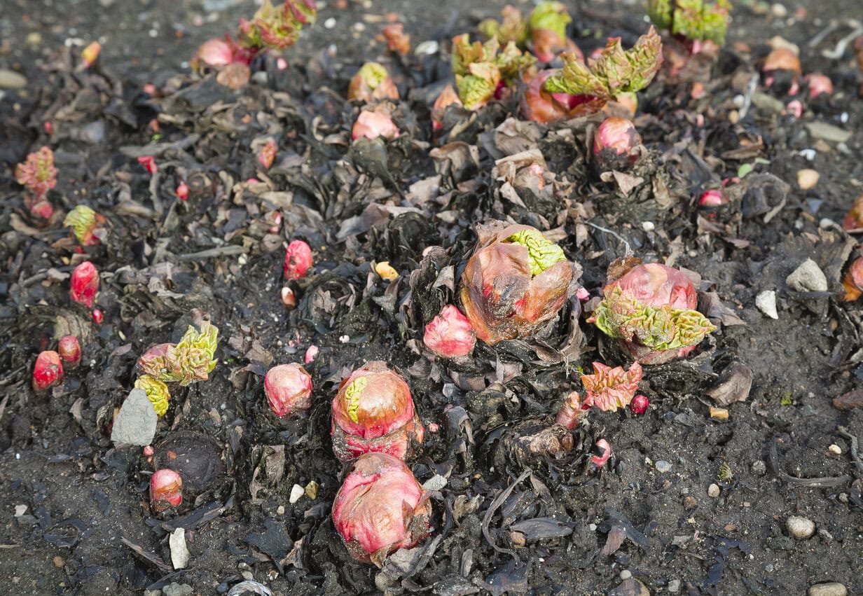 Rhubarb young shoots growing
