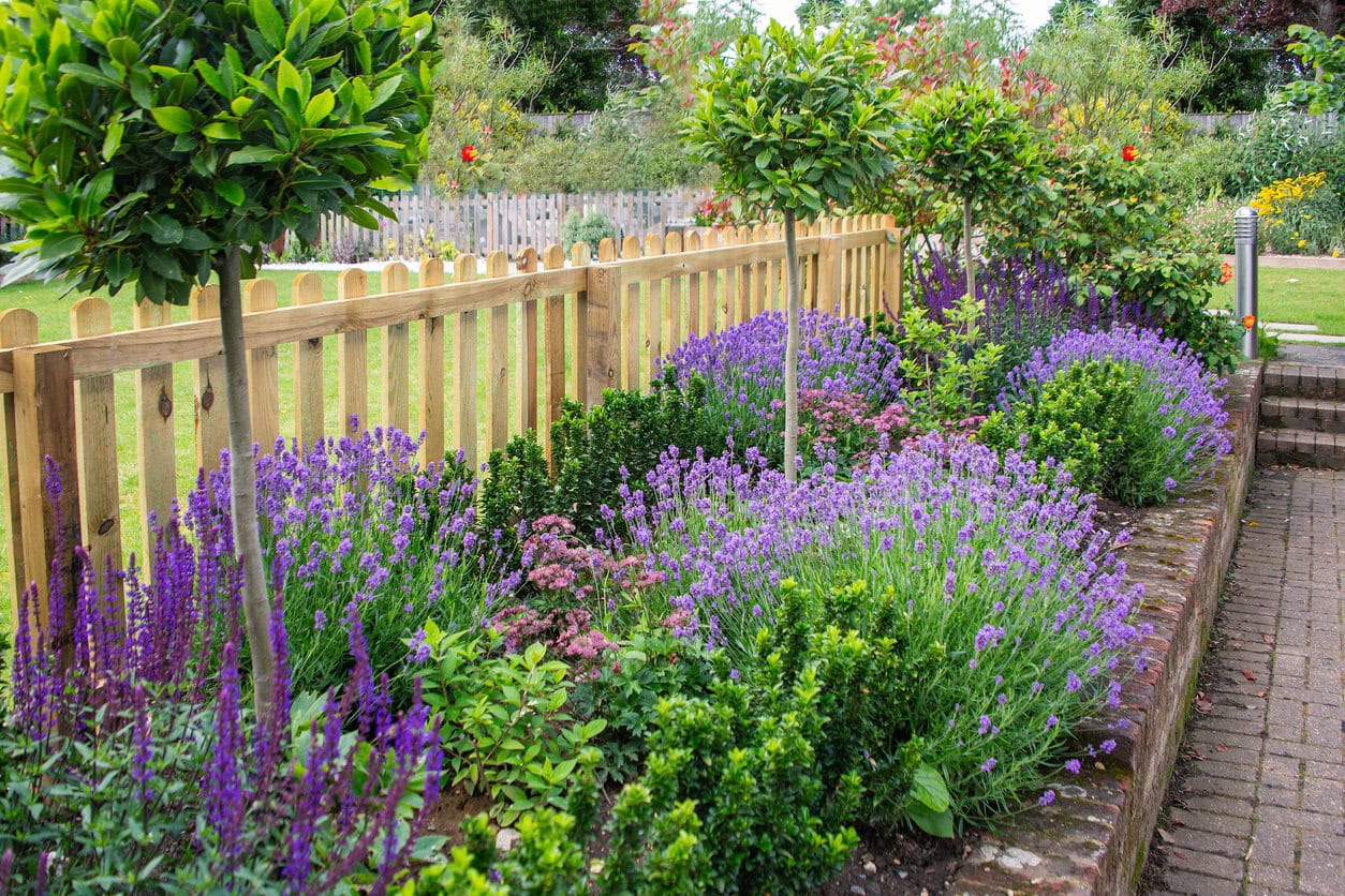 Lavender and salvia garden border