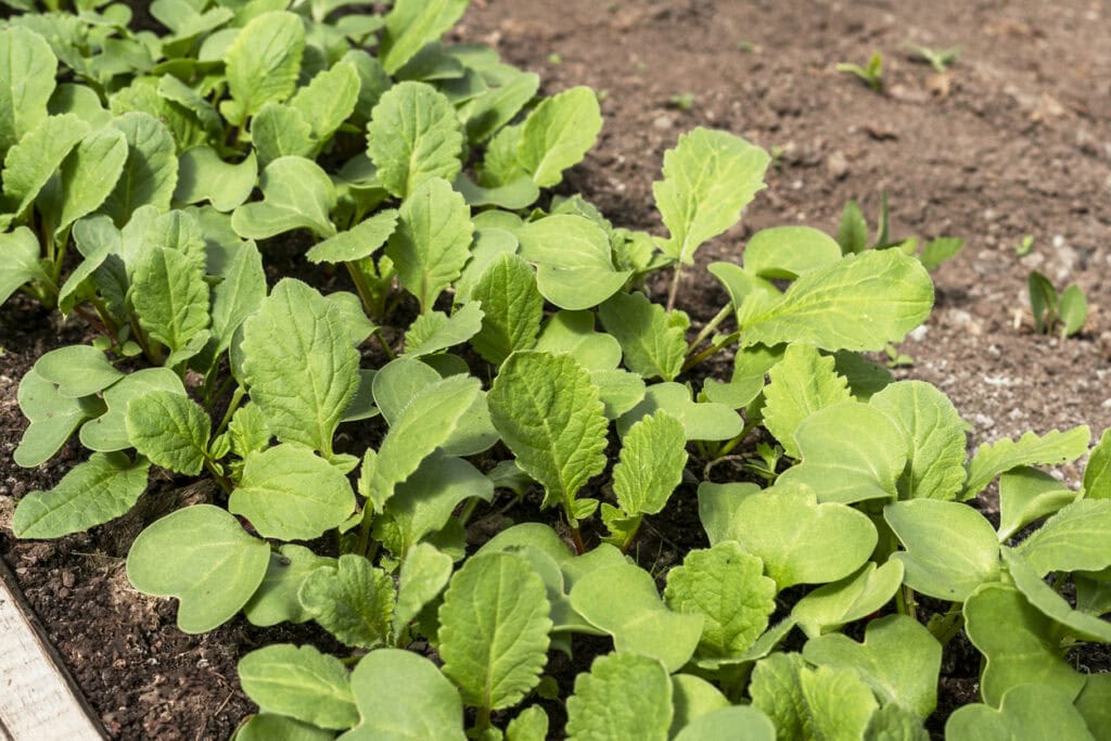 All Tops, No Roots? Why Your Radishes Aren’t Forming Properly