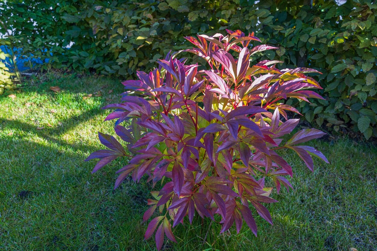 peony bush on fall