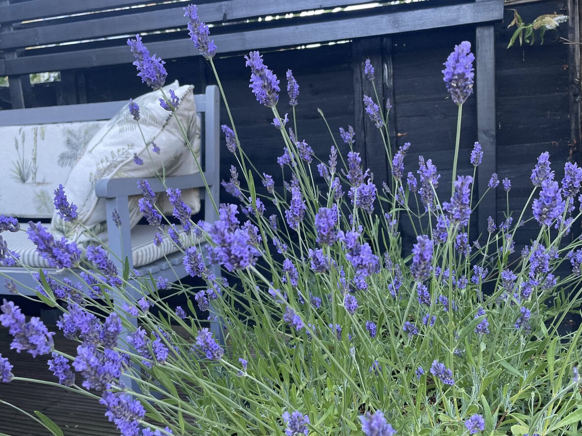 Lavender border home