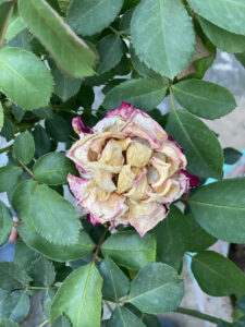 How To Deadhead Roses For More Blooms - Timing & Technique Explained