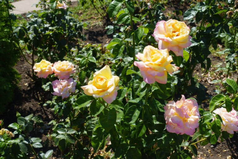Cut Back Or Leave Alone? What To Do With Roses After They Bloom