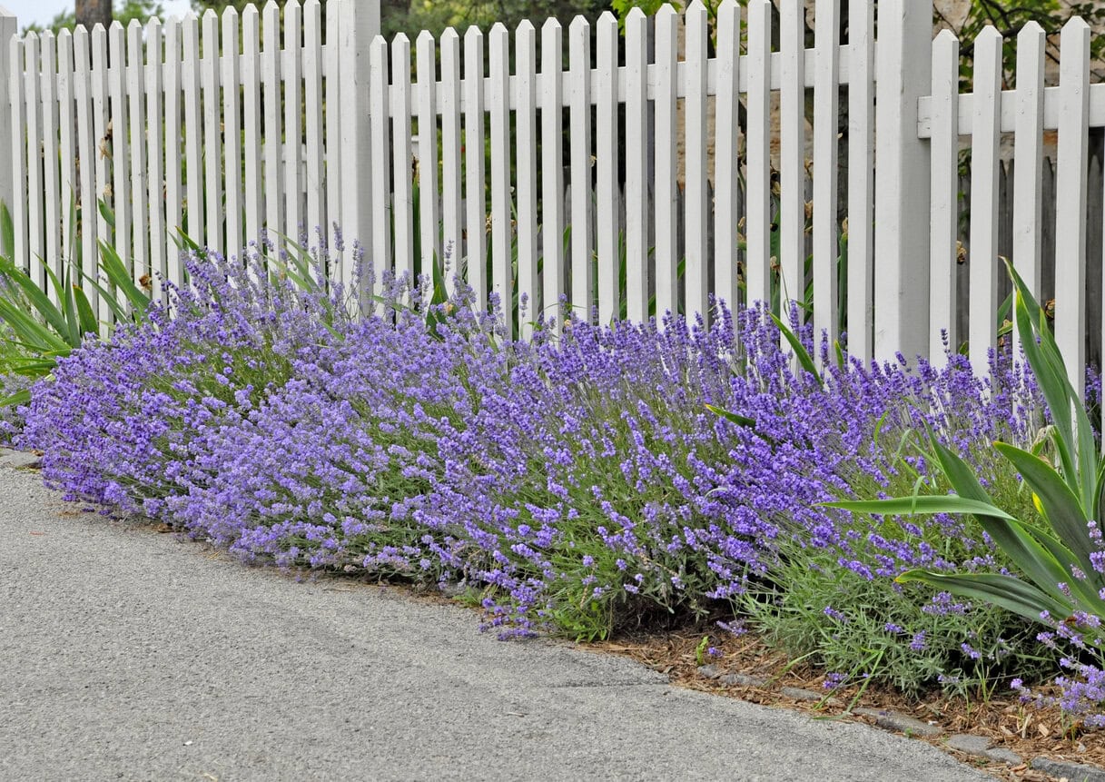 lavender border fence