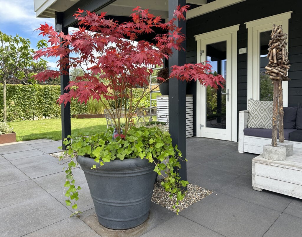 Pog Container Trees 9 Trees You Can Successfully Grow In Pots - Even On A Balcony