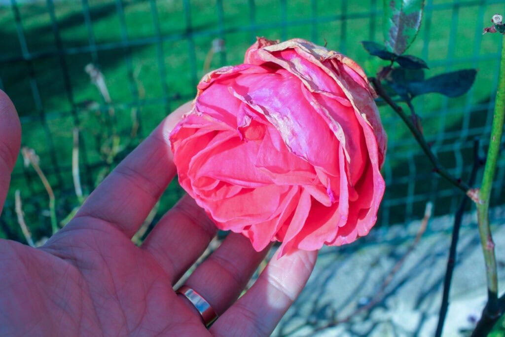 How To Deadhead Roses For More Blooms - Timing & Technique Explained
