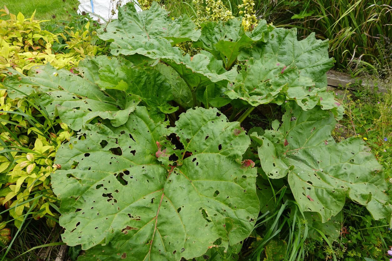 rhubarb leaves in the garden attacked by slugs and snails