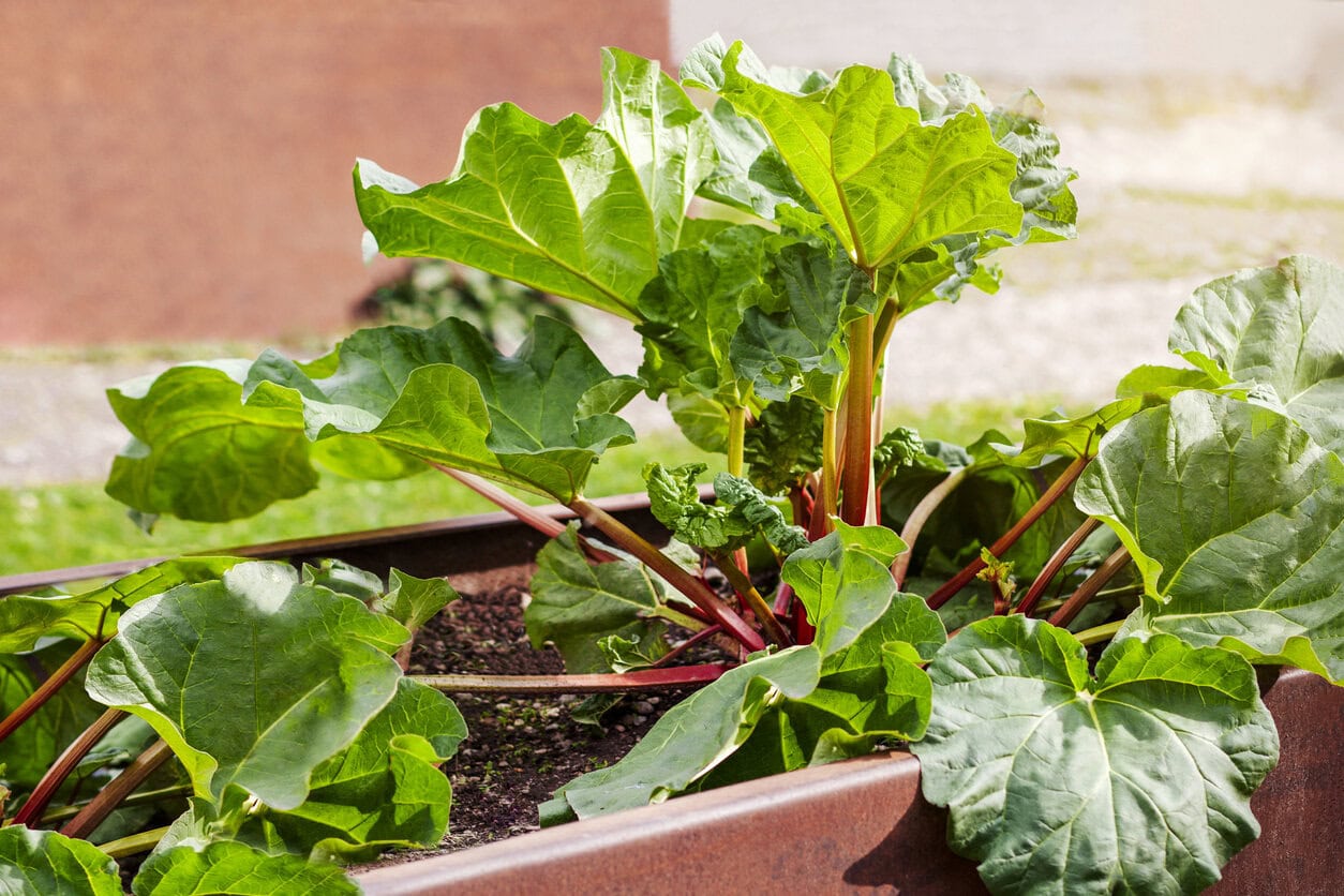 Rhubarb Growing in Garden Beds with Thin Stems