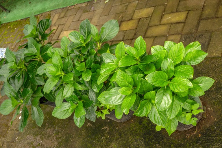 7 Mistakes That Keep Your Hydrangeas From Blooming (And How To Fix Them)