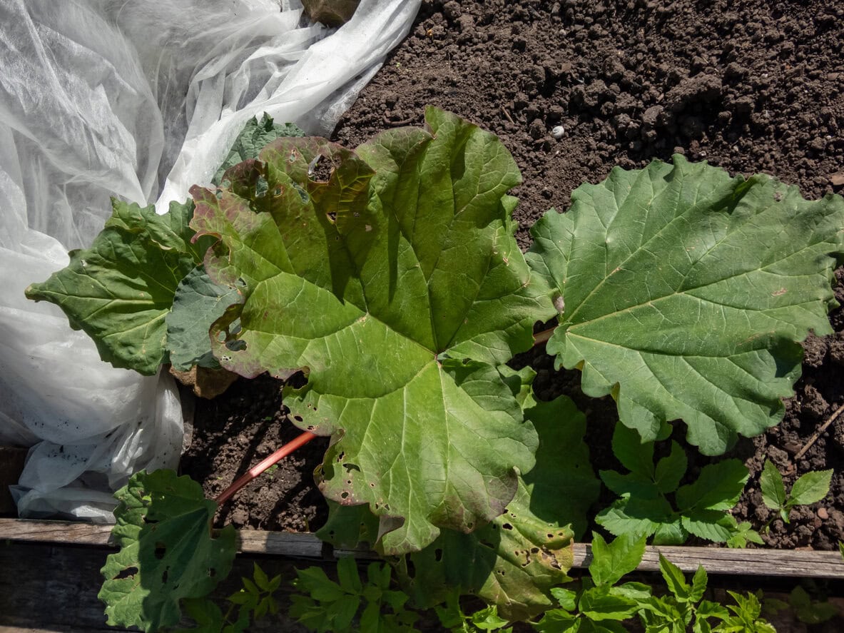 Wilting rhubarb plant