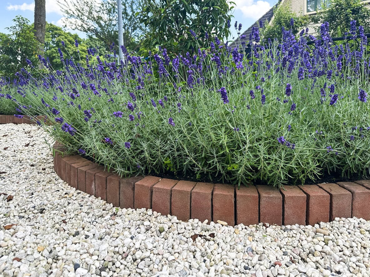 Lavender border