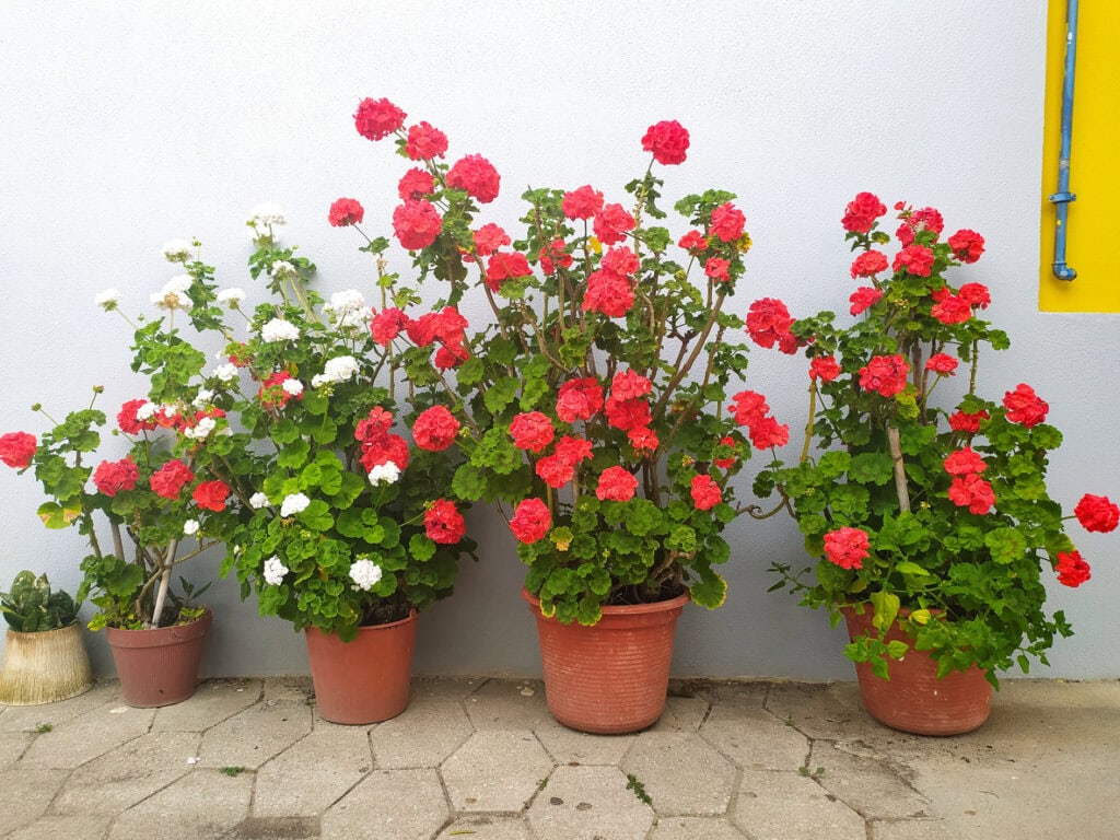 Potted geranium