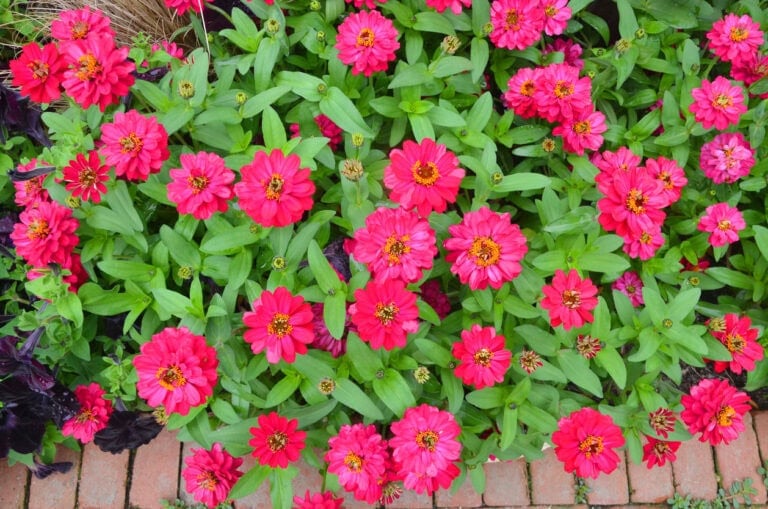 Direct-Sow Flowers in April: 11 Seeds You Can Plant Outside Now