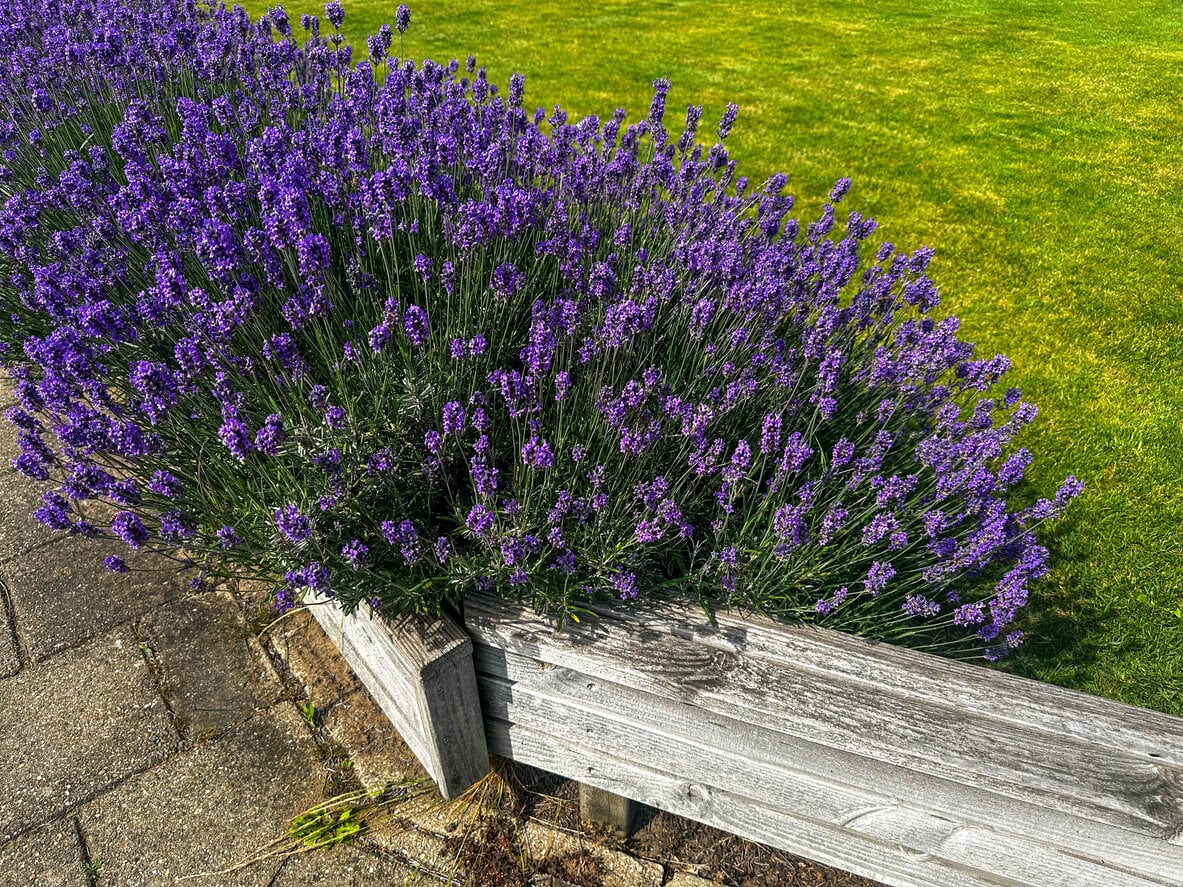 Lavender border fence