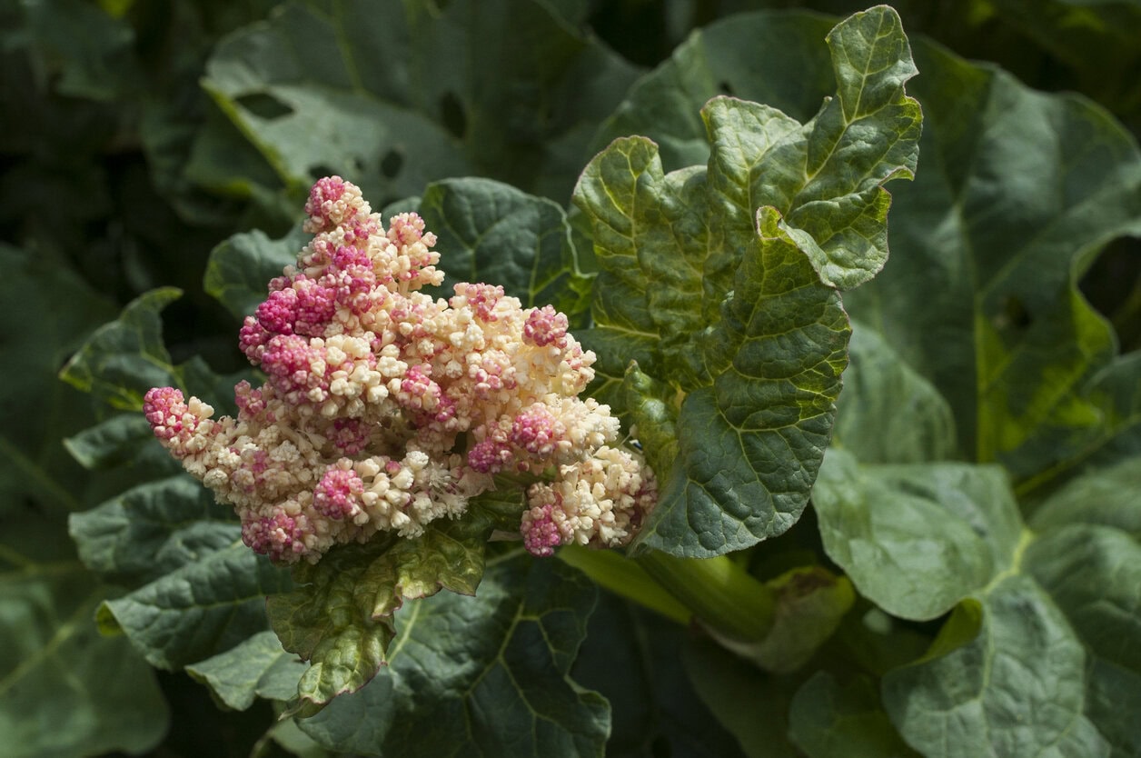 rhubarb flower