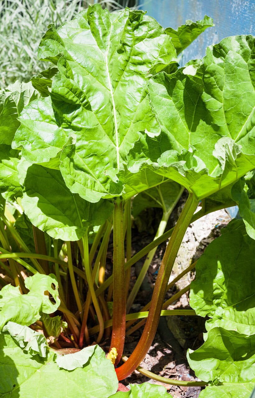 rhubarb