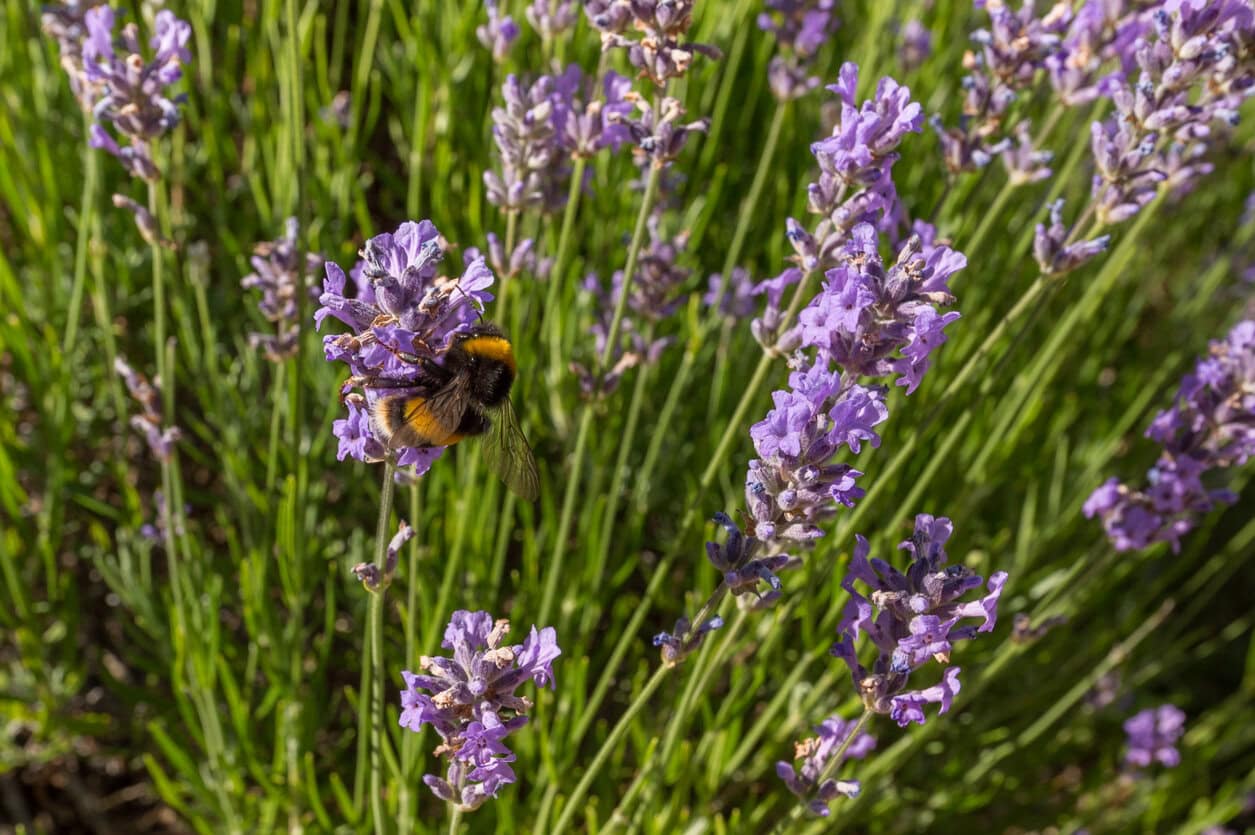 Bee and Lavender