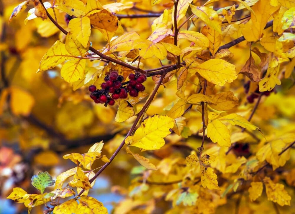 Fragrant Sumac (Rhus Aromatica)
