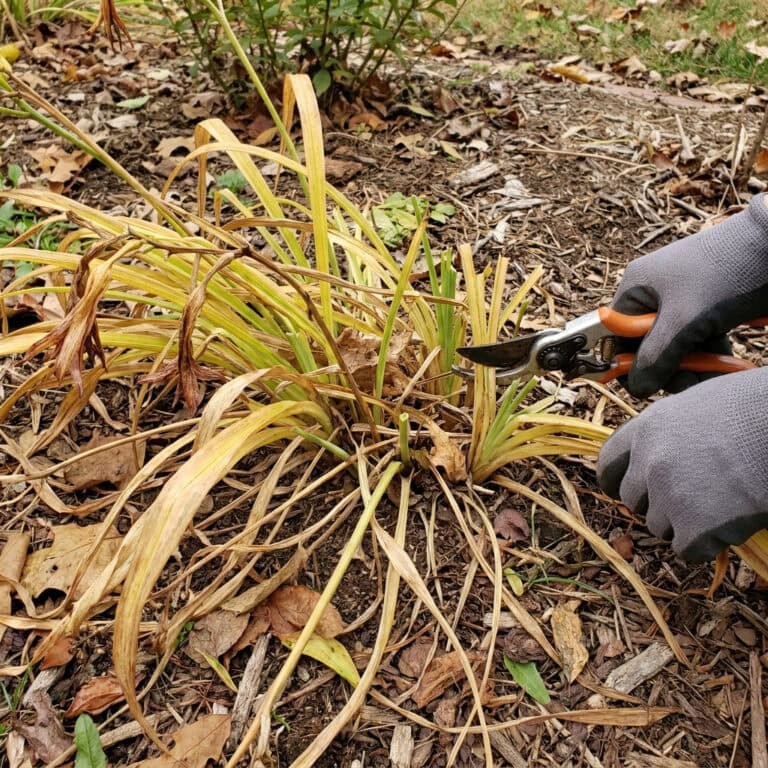 11 Perennials To Trim In September For A Better Show Next Spring