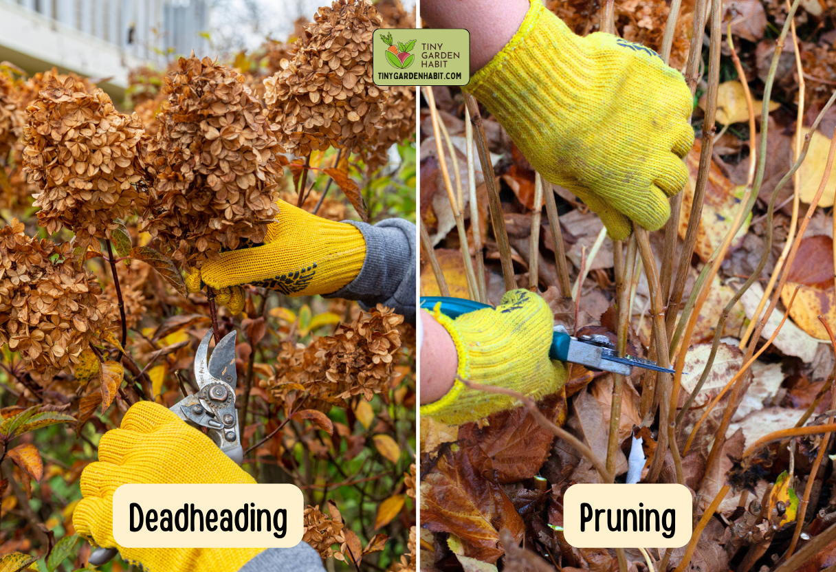 Deadhead vs. Prune Hydrangea