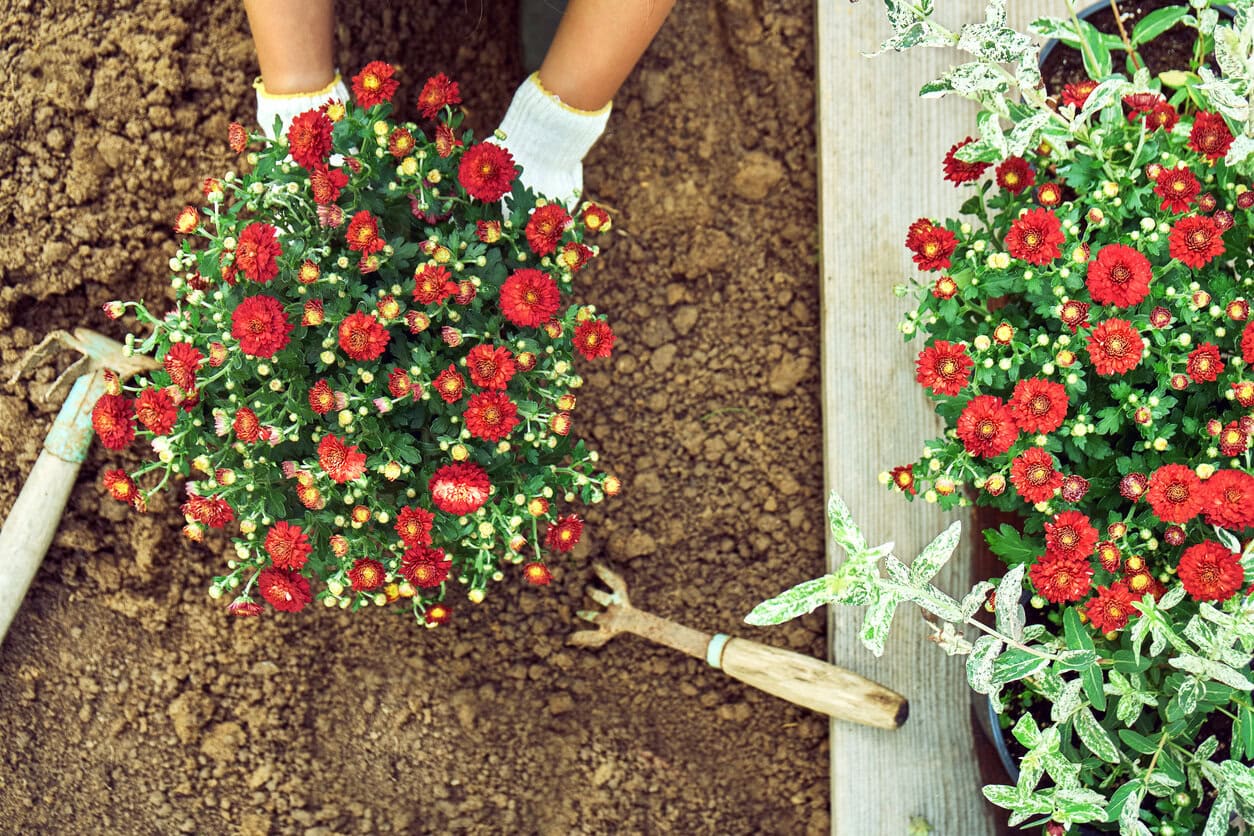 Transplanting Chrysanthemums seedlings