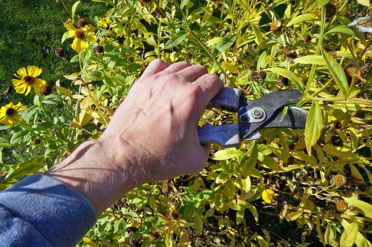 Pruning zinnias maybe
