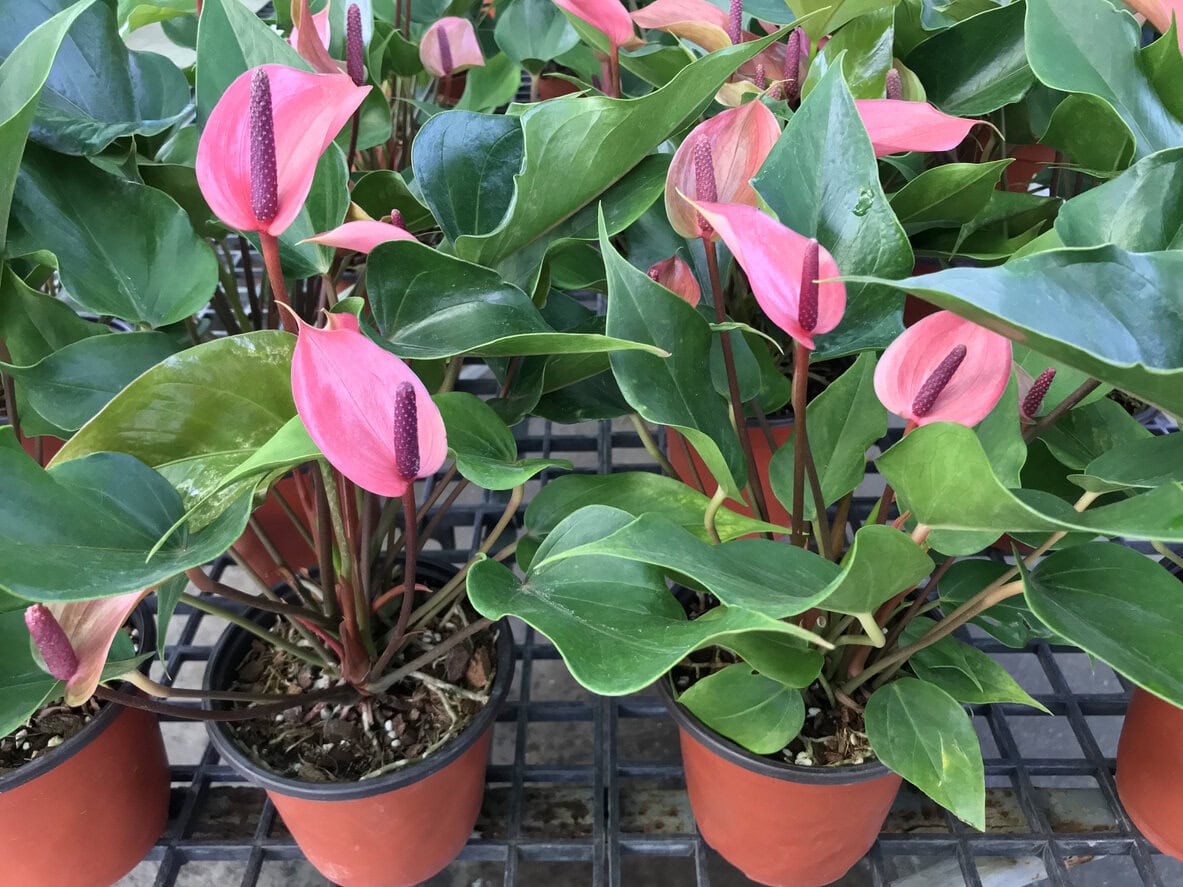 Anthurium Flower blooming, flower planting in tree pot
