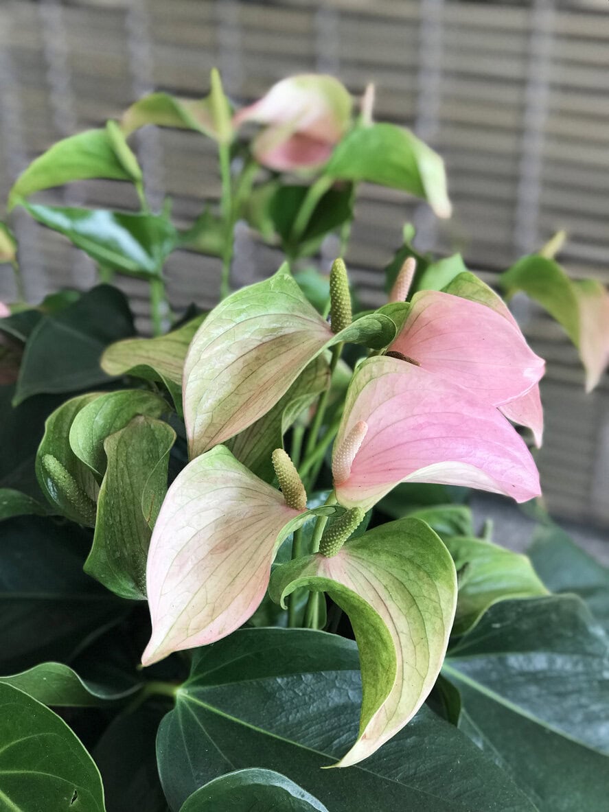 Anthurium or Tailflower or Flamingo flower or Laceleaf.