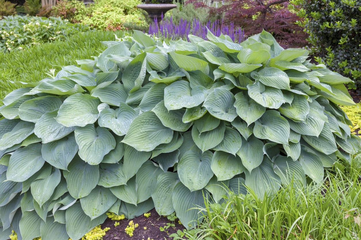 Hostas