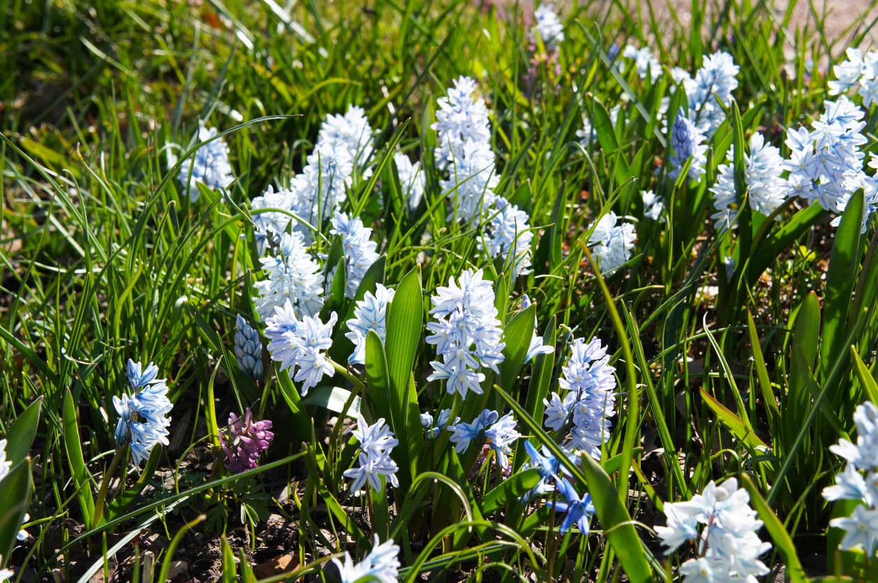 Striped Squill (Puschkinia scilloides)