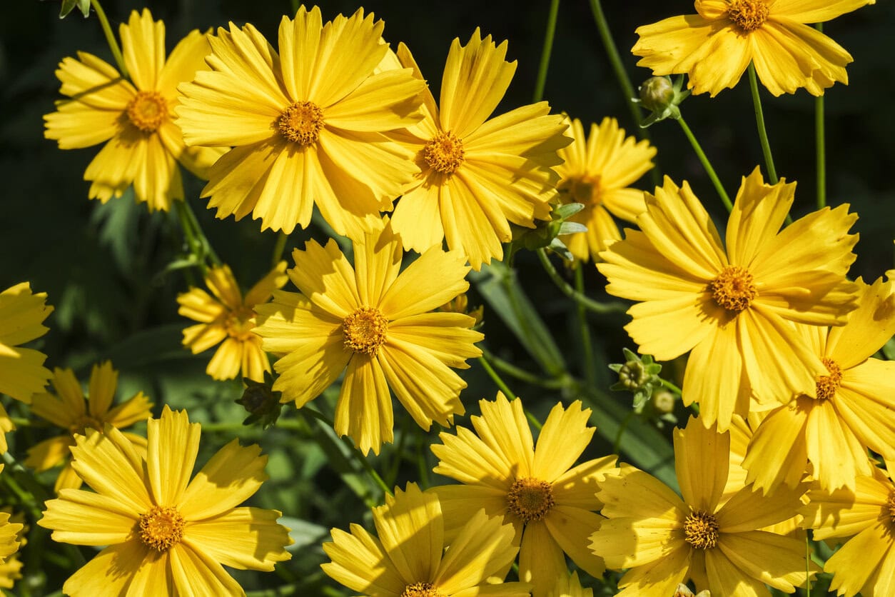 Coreopsis (Coreopsis lanceolata)