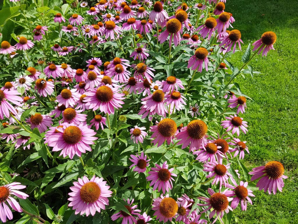 Coneflowers