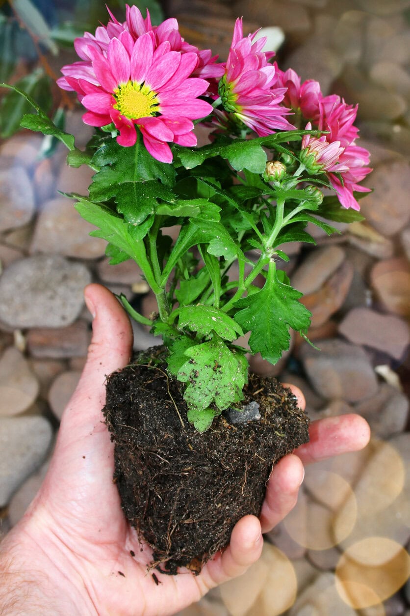 planting autumn flowers  (chrysanthemum)
