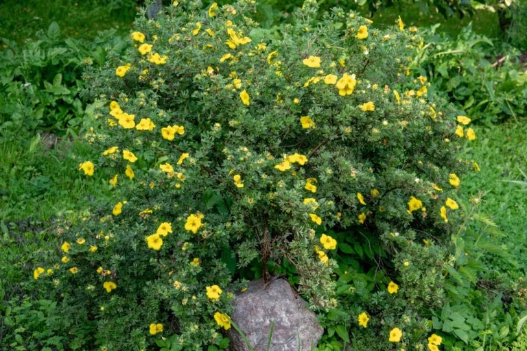 8 Low-Maintenance Shrubs That Bring Lasting Beauty With Little Effort