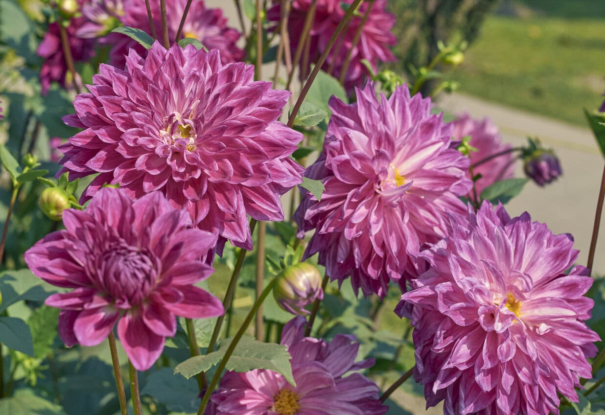 dahlias