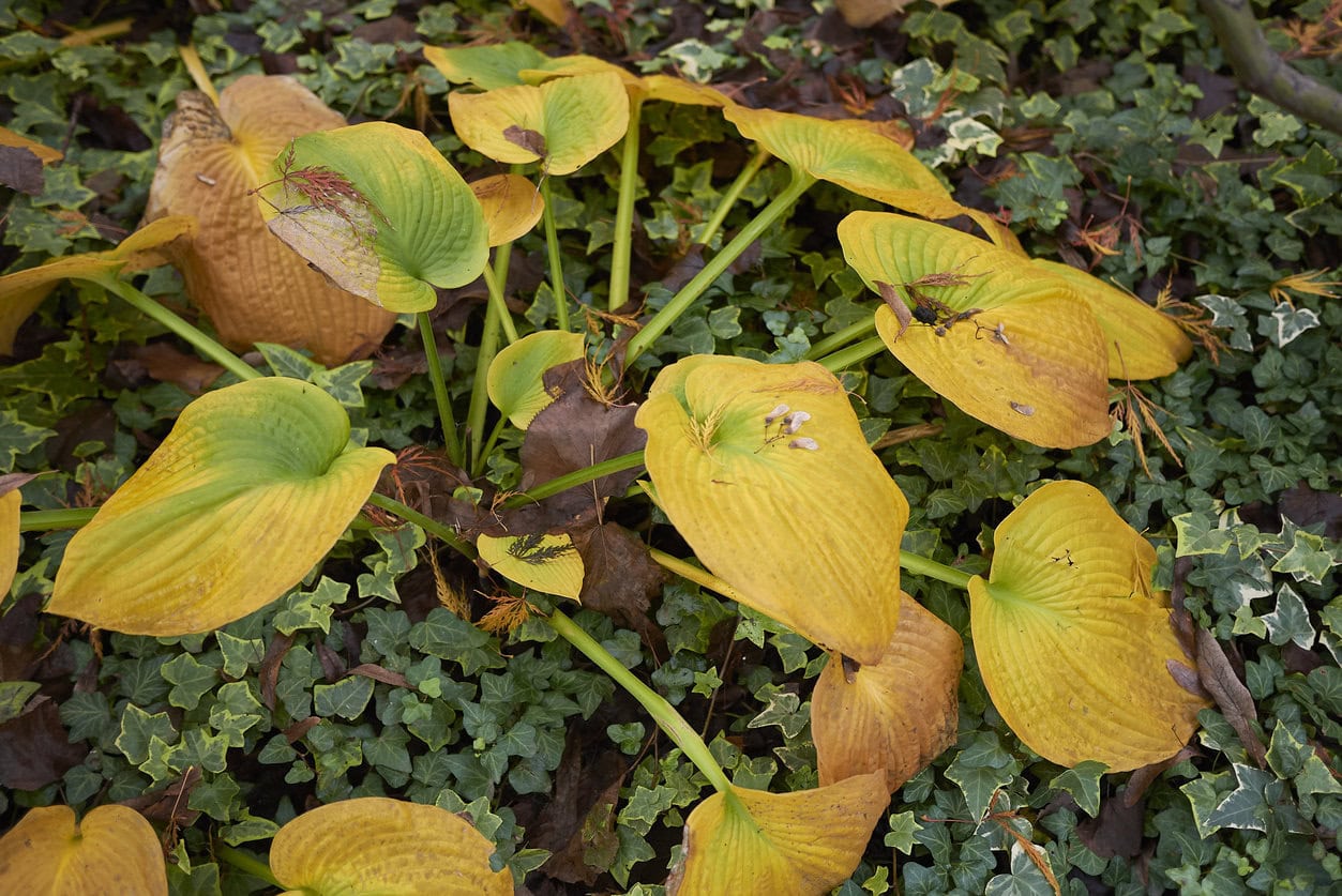 Hosta vergilbt Blätter