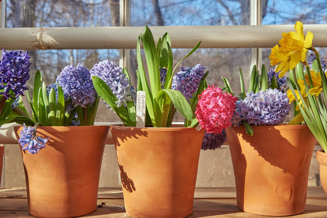hyacinths and daffodils in pots spring bulbs