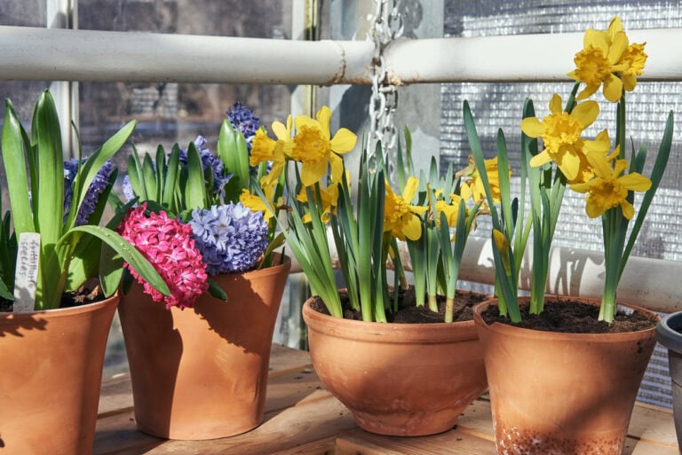 10 Bulbs To Plant This Fall That Will Bloom First In Spring