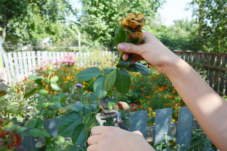 Cut Back Or Leave Alone? What To Do With Roses After They Bloom