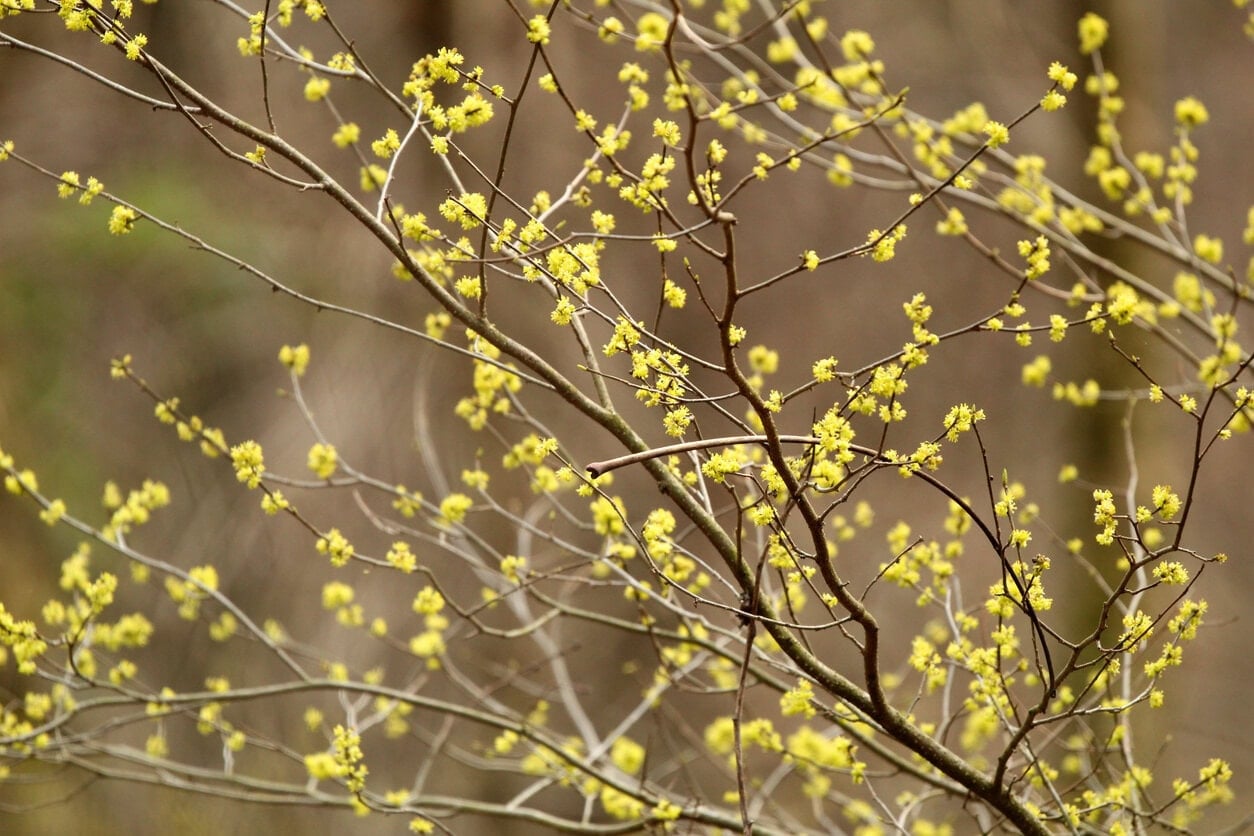 Spicebush (Lindera Benzoin)