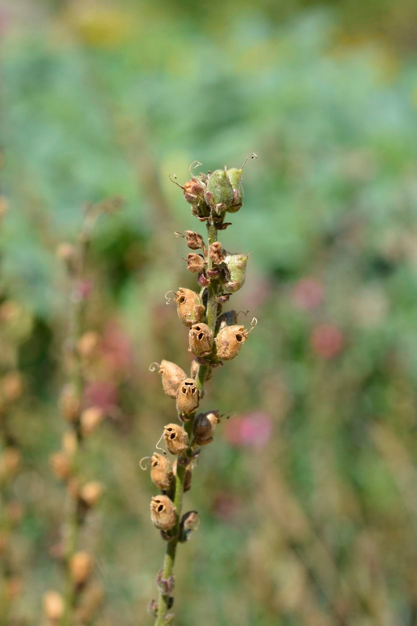 Snapdragon seed pod