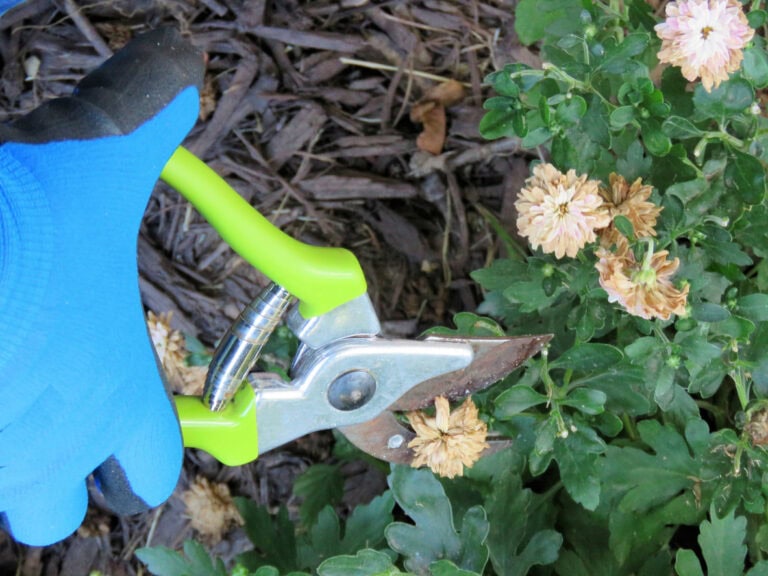 Chrysanthemums After Blooming: What to Do in Late Fall and Winter